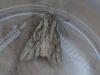 365432 – Photo : Georges Vermelle – France (62)